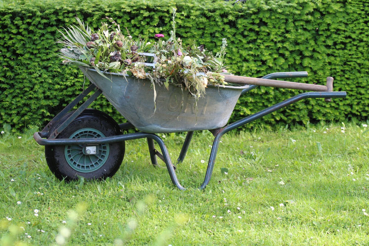 Brouette en métal remplie de mauvaises herbes posée sur une pelouse devant une haie verte