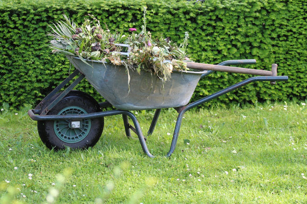 Brouette en métal remplie de mauvaises herbes posée sur une pelouse devant une haie verte